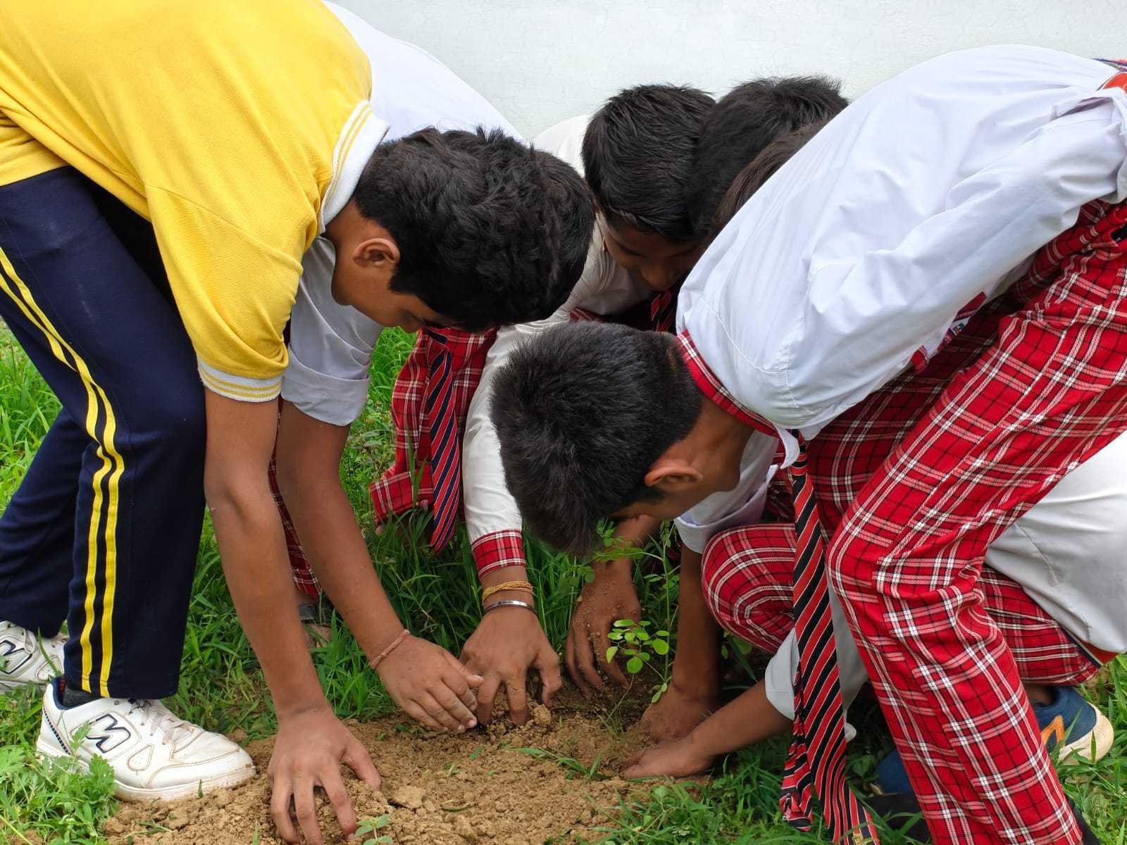 Schoolboys planting a sapling together on school grounds